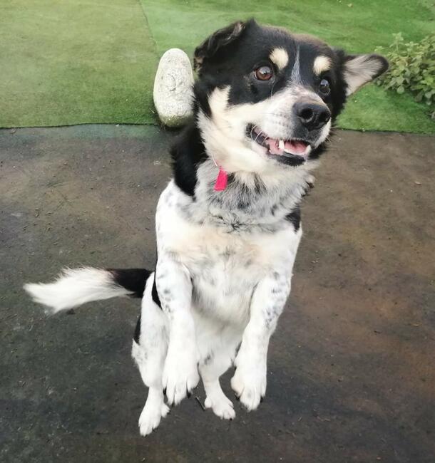 GUCCI proludzki psiak szuka PILNIE kochającego domku