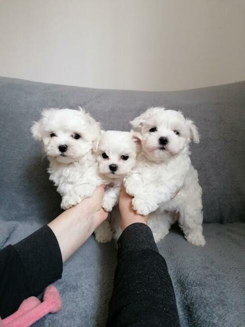 Maltanczyk szczeniaki