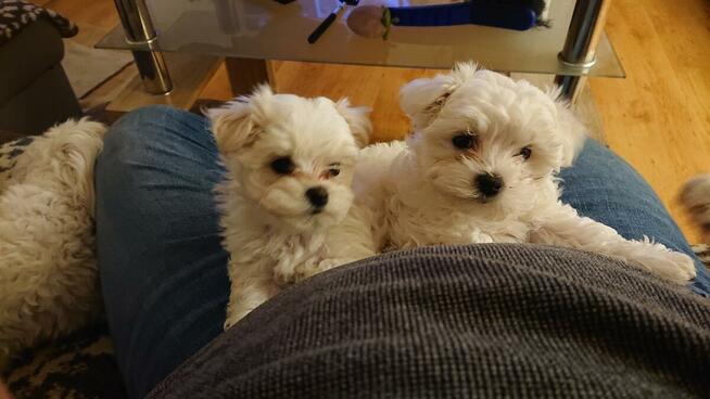 Maltanczyk szczeniaki