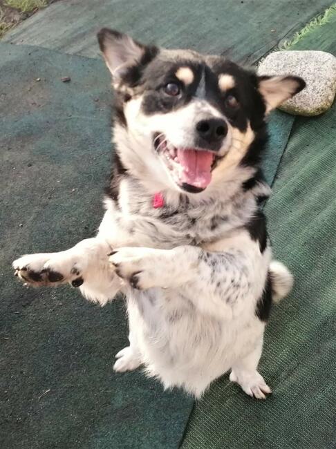 Cudowny psiak uwielbiajacy spacery szuka kochającego domku