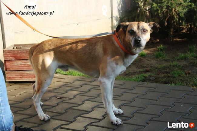 Amol - rudo - biały pies