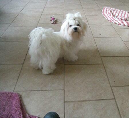 Maltańczyk szczenięta FCI