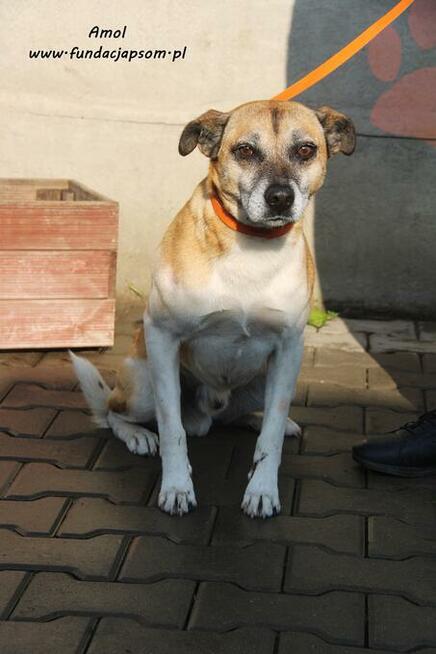 Amol - rudo - biały pies