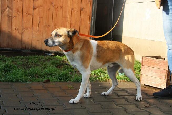Amol - rudo - biały pies