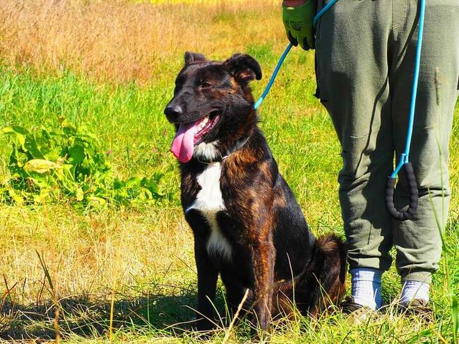 Cudowny ułożony psiak kochający ludzi BŁAGA o wspaniały dom