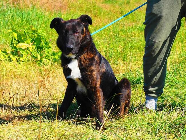 ATOM śliczny ułożony psiak kochający ludzi czeka na domek