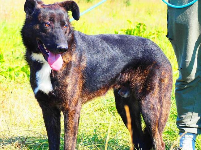 ATOM śliczny ułożony psiak kochający ludzi czeka na domek