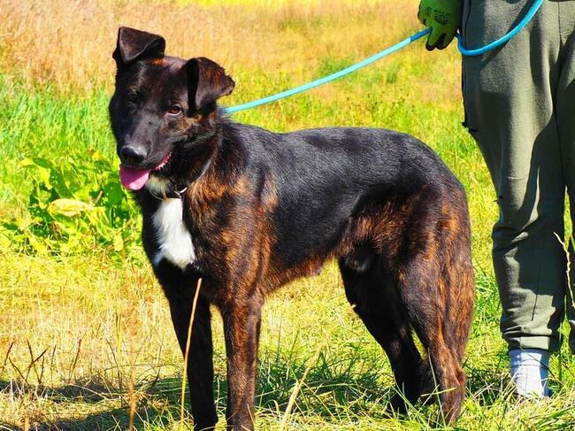 ATOM śliczny ułożony psiak kochający ludzi czeka na domek