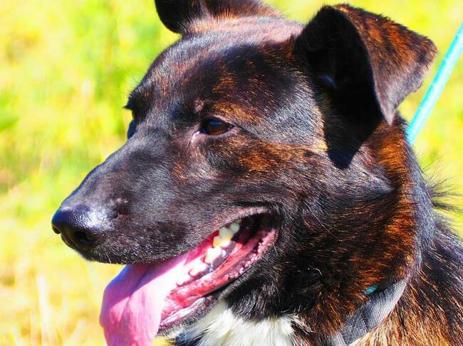 ATOM śliczny ułożony psiak kochający ludzi czeka na domek