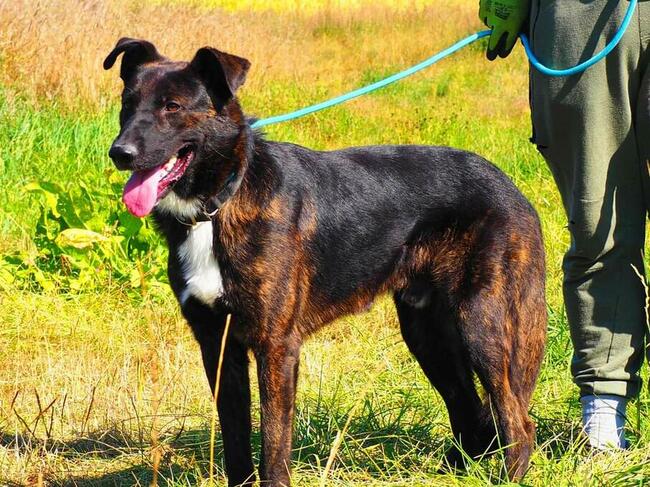 ATOM śliczny ułożony psiak kochający ludzi czeka na domek