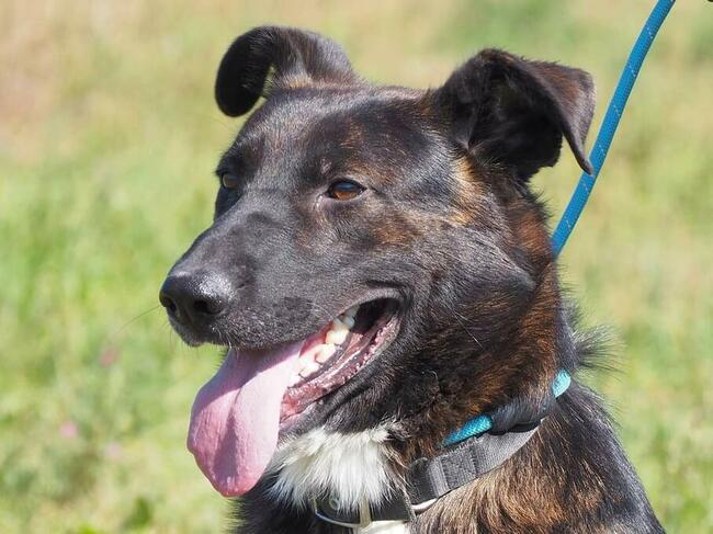 Cudowny ułożony psiak kochający ludzi BŁAGA o wspaniały dom