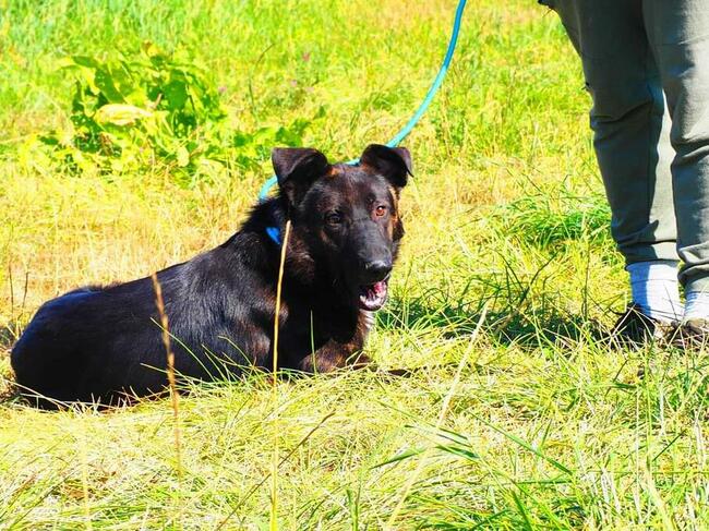 Cudowny ułożony psiak kochający ludzi BŁAGA o wspaniały dom