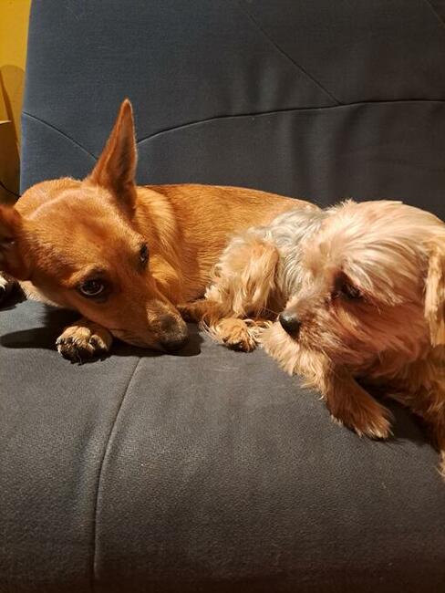 OPIEKA DLA ZWIERZĄT ŁÓDŹ całodobowa