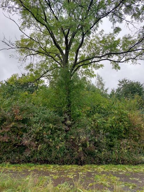 jesion na pniu do samodzielnego ścięcia opał drewno opałowe