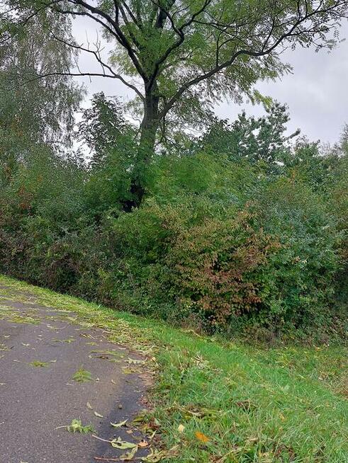 jesion na pniu do samodzielnego ścięcia opał drewno opałowe