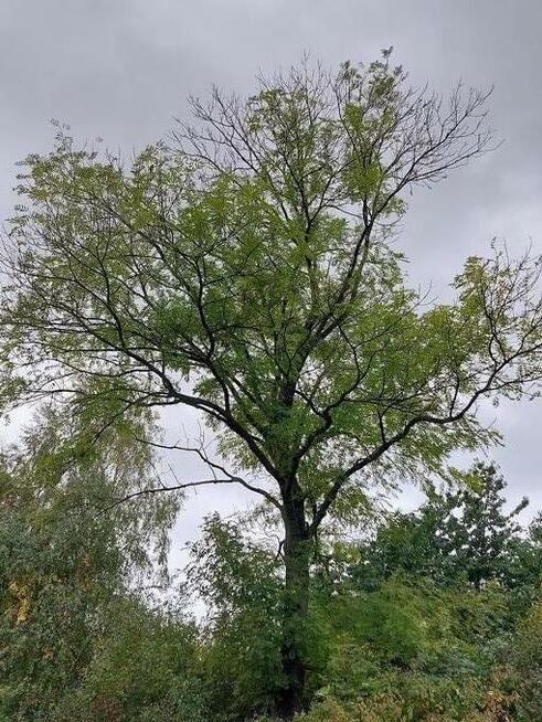 jesion na pniu do samodzielnego ścięcia opał drewno opałowe