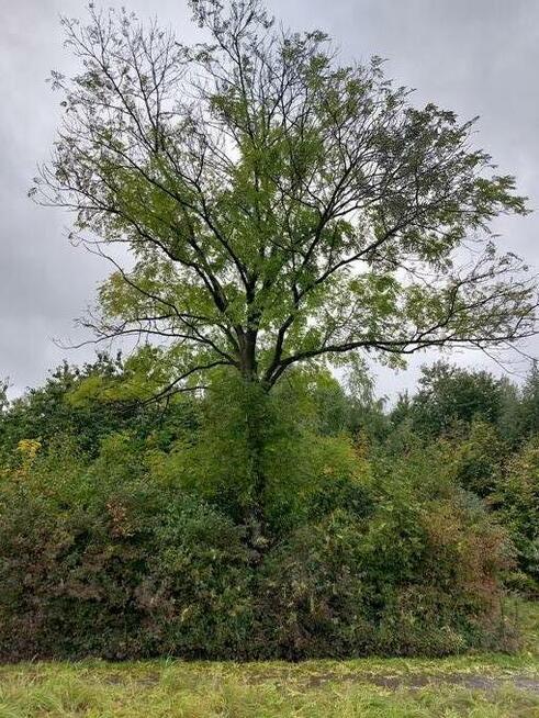 jesion na pniu do samodzielnego ścięcia opał drewno opałowe