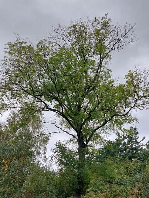 jesion na pniu do samodzielnego ścięcia opał drewno opałowe