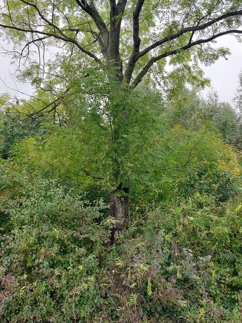 jesion na pniu do samodzielnego ścięcia opał drewno opałowe