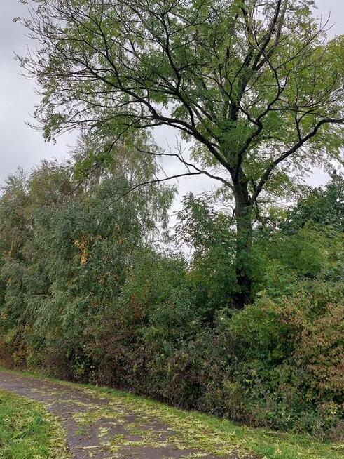 jesion na pniu do samodzielnego ścięcia opał drewno opałowe