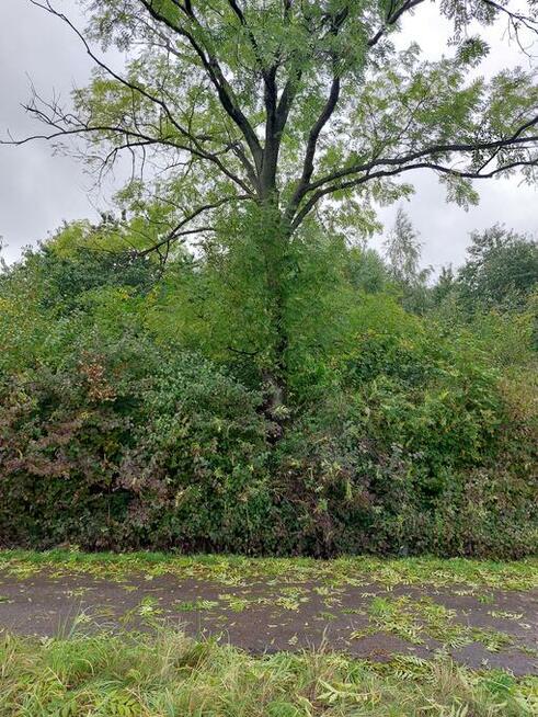 jesion na pniu do samodzielnego ścięcia opał drewno opałowe