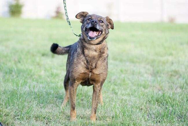 REKSIO stracił Pana daj mu wspaniały kochający domek