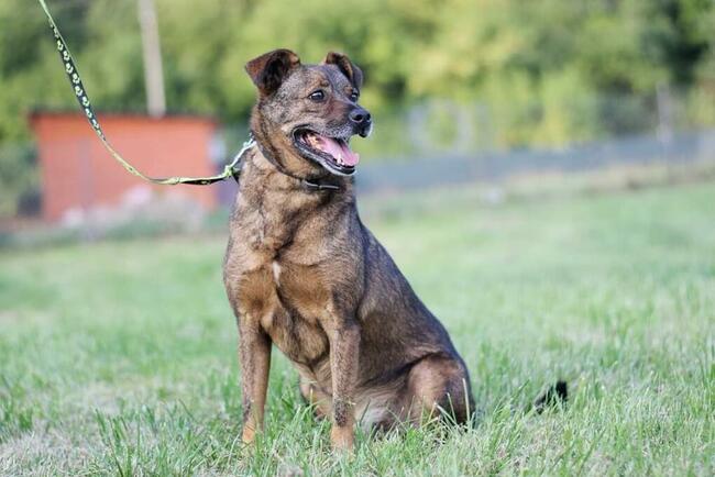 Uroczy pogodny psiak czeka na wymarzony domek