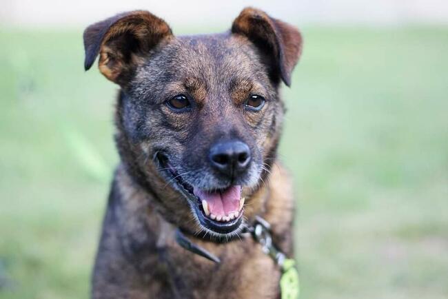 Uroczy pogodny psiak czeka na wymarzony domek