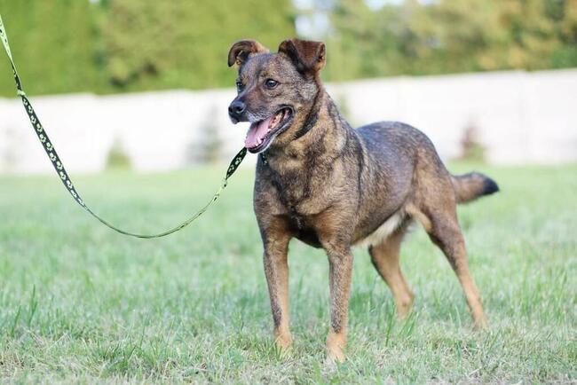 REKSIO stracił Pana daj mu wspaniały kochający domek