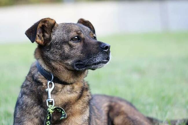 REKSIO stracił Pana daj mu wspaniały kochający domek