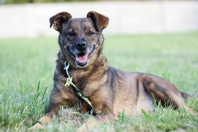 Uroczy pogodny psiak czeka na wymarzony domek