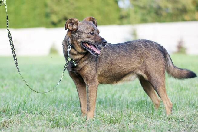 Cudowny łagodny bezproblemowy piesek szuka PILNIE domu