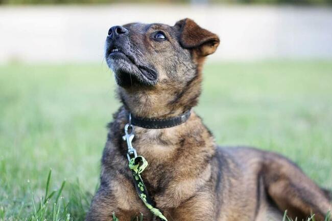 Cudowny łagodny bezproblemowy piesek szuka PILNIE domu