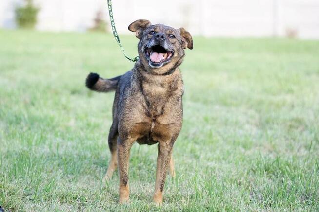 Cudowny łagodny bezproblemowy piesek szuka PILNIE domu