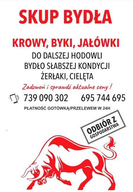 Skup bydła rzeźnego i do dalszej hodowli