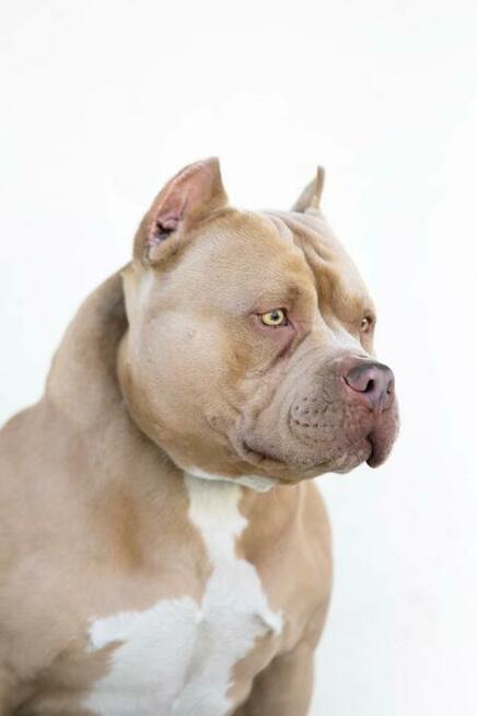 American bully pocket ABKC