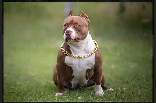 American bully pocket ABKC