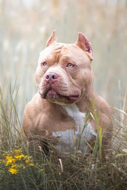 American bully pocket ABKC