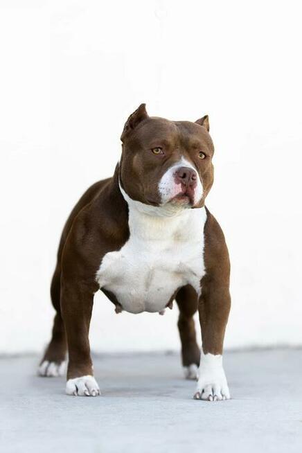 American bully pocket ABKC