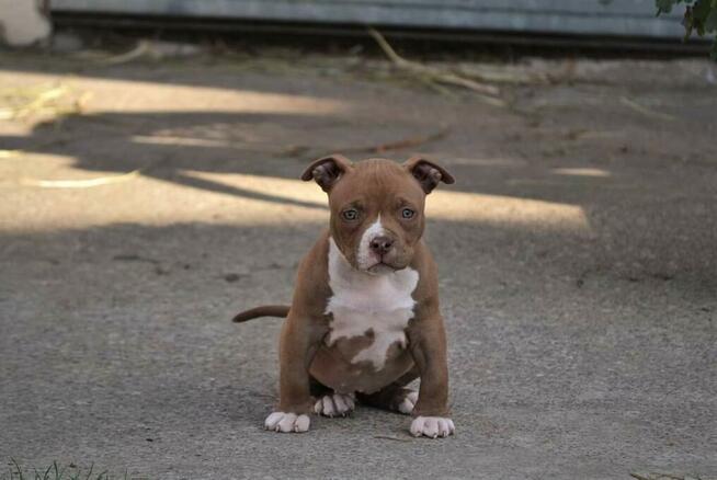 American bully pocket ABKC