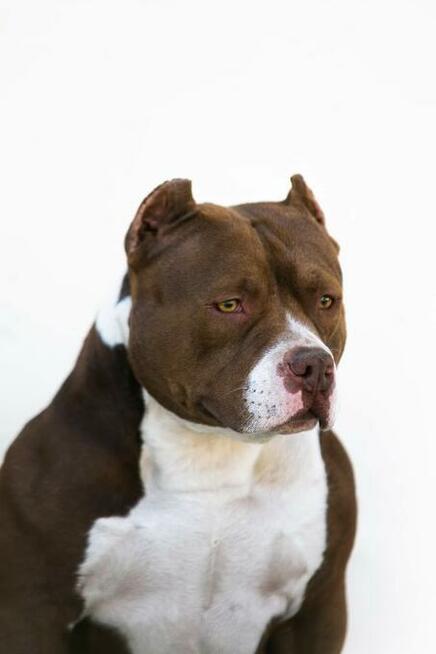 American bully pocket ABKC