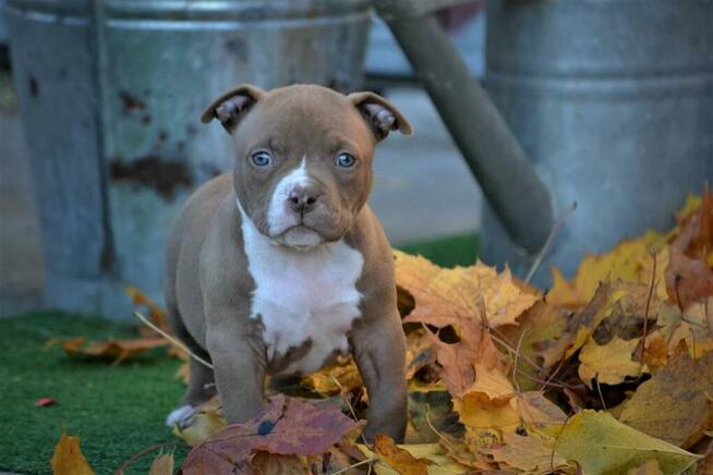 American bully pocket ABKC