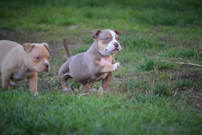 American bully pocket ABKC