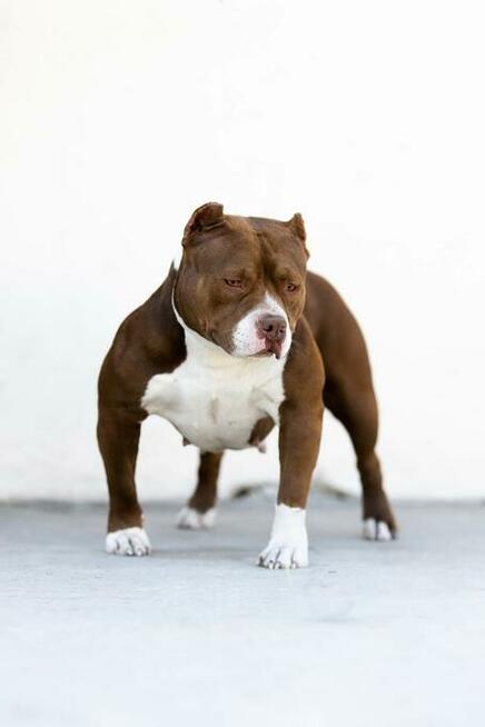 American bully pocket ABKC