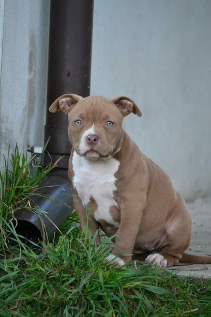 American bully pocket ABKC
