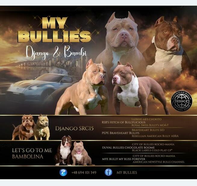 American bully pocket ABKC
