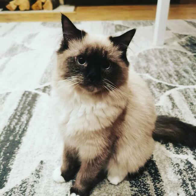 Kocięta Ragdoll Rumia