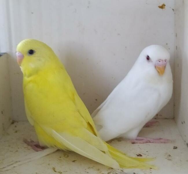 Papugi faliste wysyłam