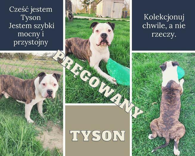 Amstaff piesek Czarno - Biały