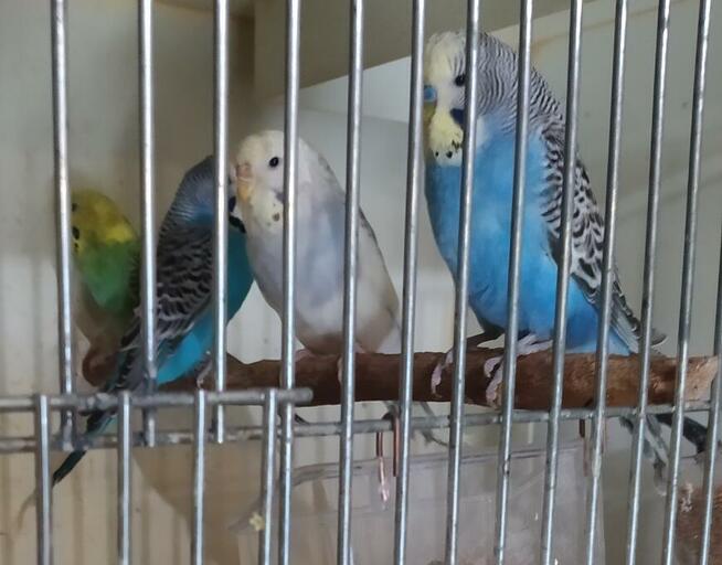 Papugi faliste wysyłam